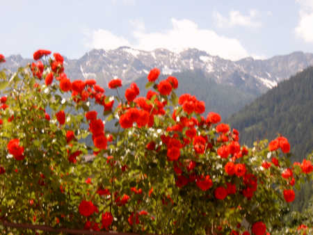 Poschiavo und Blumen
