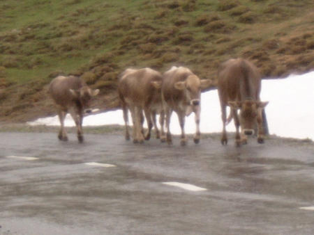 Kuhherde auf der Stra&szlig;e
