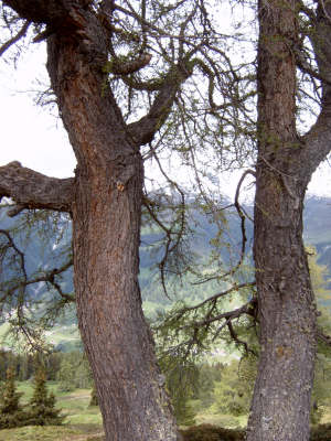 Naturansicht 5