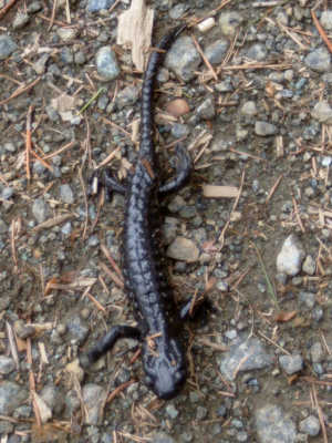 Salamander