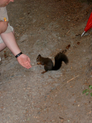 1 Eichh&ouml;rnchen