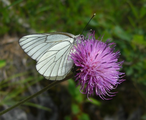 Schmetterling & Bl&uuml;te