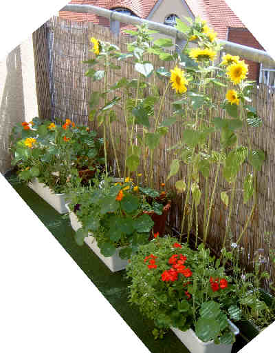 Unser bl&uuml;hender Balkon