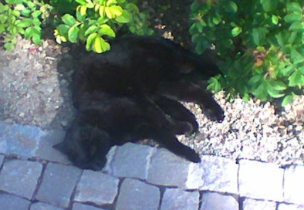 eine faule Katze
