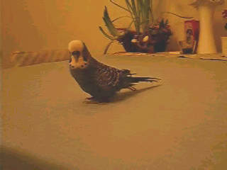 Kanarienvogel Bobby (mit Video)